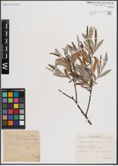 Foto von Salix eleagnos Scop.